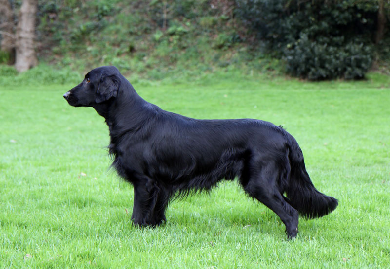 Charlem Black 